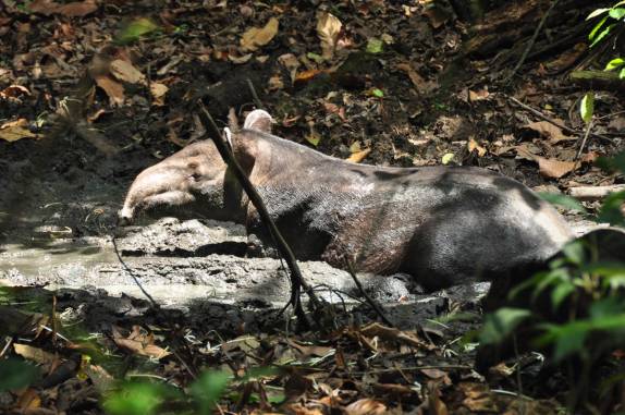 Uma anta se delicia em poça de lama na floresta do Parque Nacional Corcovado, na Península de Osa, no sul da Costa Rica